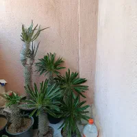 انواع نخل ماداگاسکار