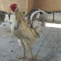 خروس گلین