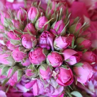 گل محمدی تازه و خشک و غنچه