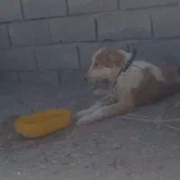سگ گله