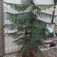 گل کاج مطبق بسیار زیبا وبزرگ بدون پلاسیدگی