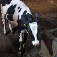 گوساله ماده
