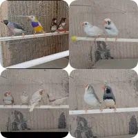انواع فنچ