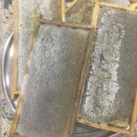 عسل کوهستان ریگ