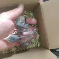 جوجه مینا گوشتی تا سیخ پر سهره خاکی دستی دونخور