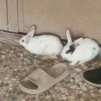 بچه خرگوش
