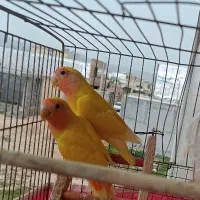 طوطی کوتوله