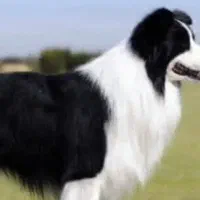 استخدام کارگر