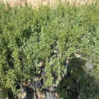 نهال بادام دیر گل شاهرودی