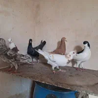 کبوتر ها همه بشرط