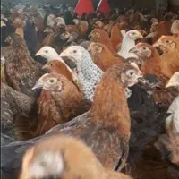 جوجه گلپایگان ۷۰ روزه