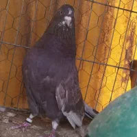 کفترپرشی
