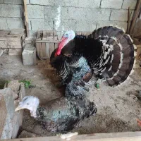 فروش بوقلمون محلی