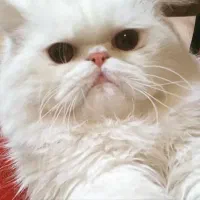 فروش گربه پرشین سوپر فلت اصیل