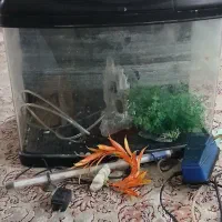 آکواریوم شرکتی