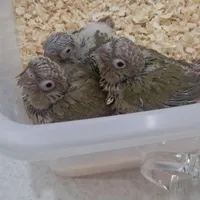 جوجه گرینچیک سرلاکی