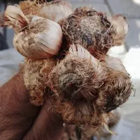 پیاز زعفران نسیه