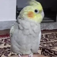 عروس هلندی 3 ماه خیلی مهربون و دستی