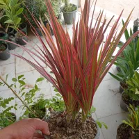 گل و گیاه طبیعی