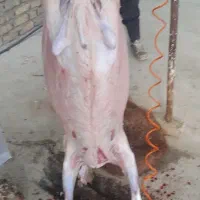 بره نرینه عیدقربان
