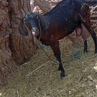حیوان|حیوانات مزرعه|جلگه چاه هاشم, |دیوار