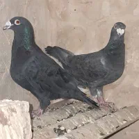 کبوترجفت زاغ فروشی