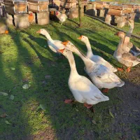 قوغاز اوکراینی سفید*درشت و صمیمی