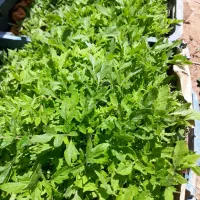 نهال گوجه وبادمجان