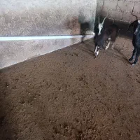 گوسفند و بزغاله