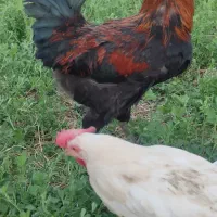 خروس لری دستی