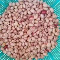 لوبیا چیتی درجه یک