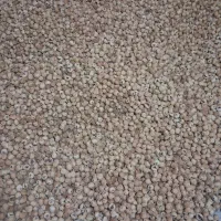 انجیر تازه و کاملا ارگانیک استهبان