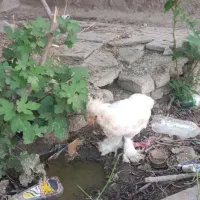 خروس سلطان