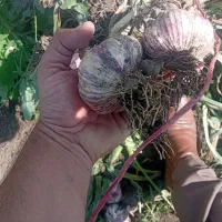 اجاره زمین برای سیر نزدیک اجیرلو قوجه بیگلو
