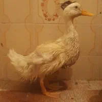 اردک