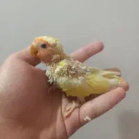 طوطی کوتوله برزیلی