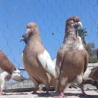 کبوتر دورگ و رنگی