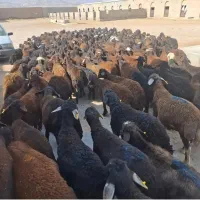 دام فروشیه گوسفند /عموحسن زنده باسلاخ