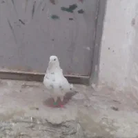 کبوتر معاوضه ای
