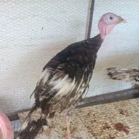بوقلمون خانگی