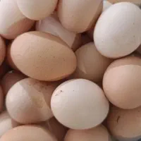 تخم مرغ محلی در سلطانیه