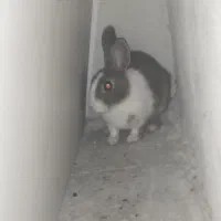 خرگوش
