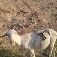 گوسفند‌شیرا