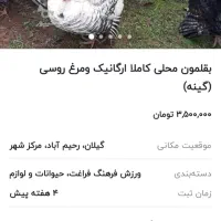 بقلمون ۴تا بربون