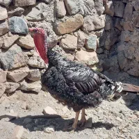 بوقلمون نر