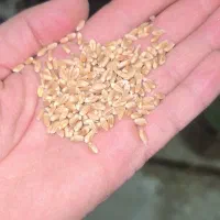 گندم بوجاری شده تمیز