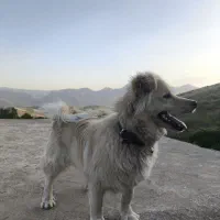 سگ پامر|سگ|استهبان, |دیوار