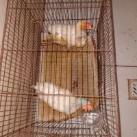 خروس
