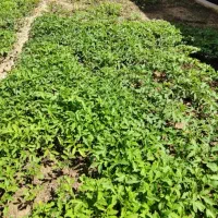 نهال گوجه محلی تقاب