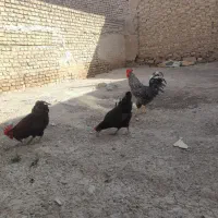 خروس